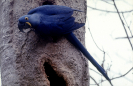 Arara-azul-grande